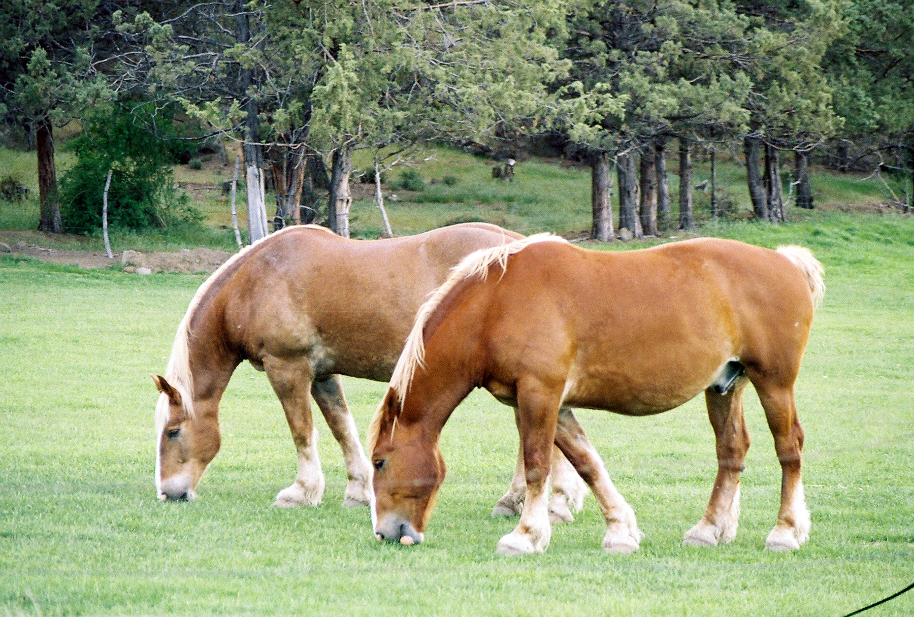 Horses