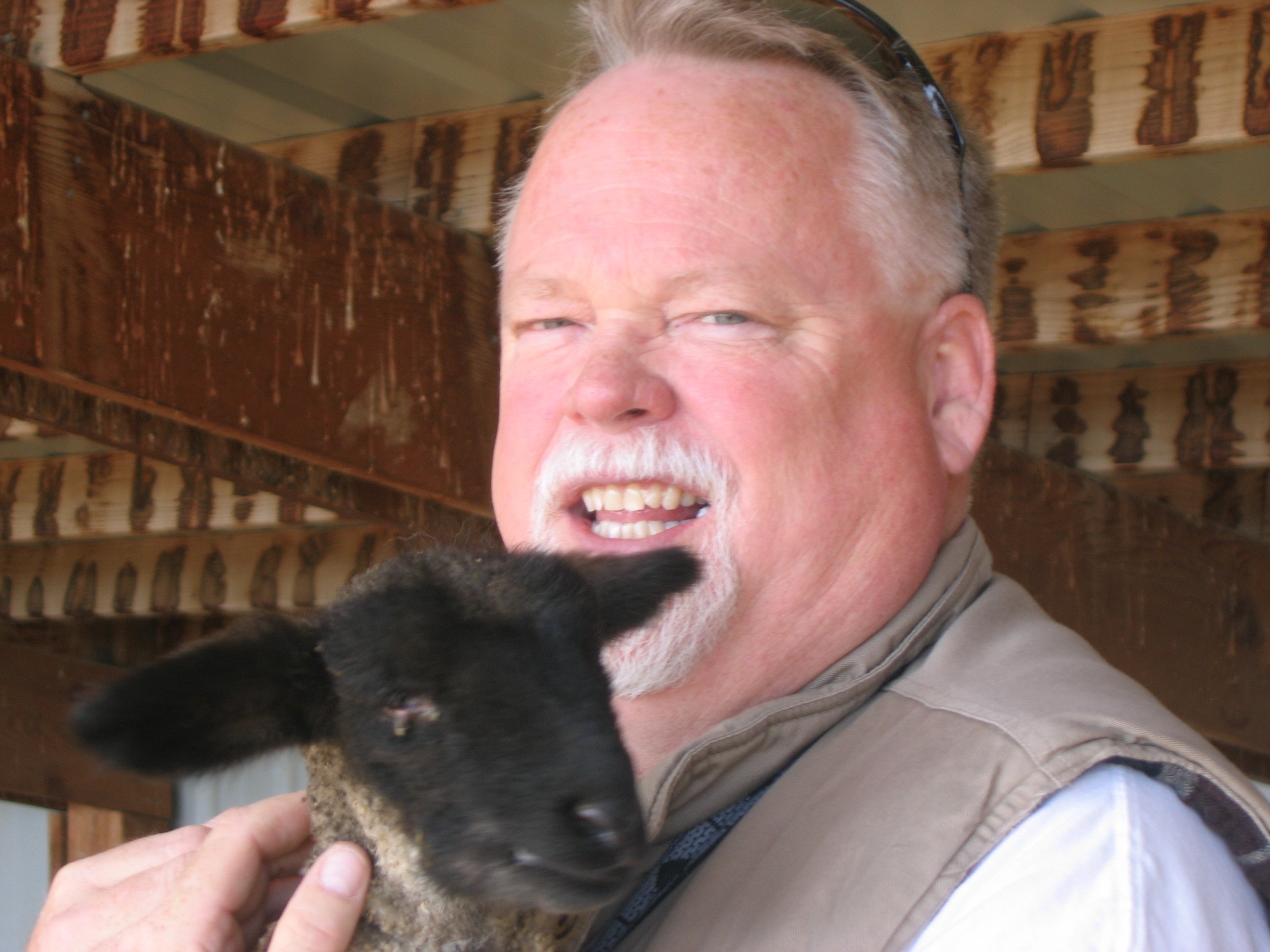 Lamb
