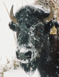 Hello Buffalo