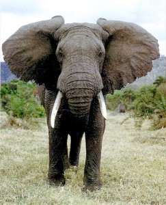 africanelephant111 africanelephant111