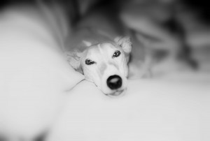 10032-bw-cats-dogs-domestic Second Place - B&W -Cats & Dogs-Domestic