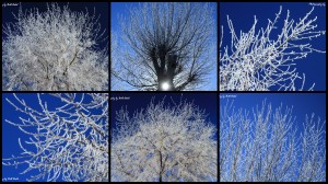 Hoar Frost Collage