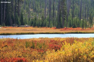 Fall foliage - Yellowstone National Park