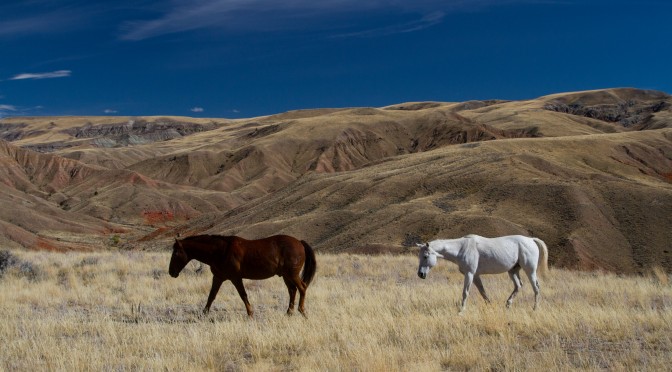 The Horses of Dubois Wyoming