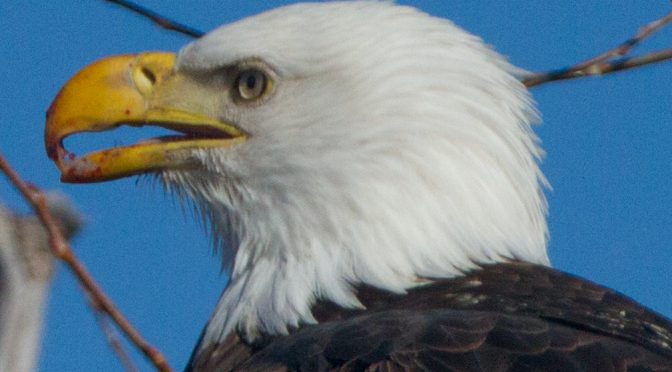 Eagles – Lower Klamath National Wildlife Refuge
