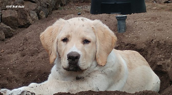 Puppy Playing in Dirt…
